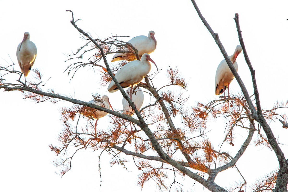 White Ibis - ML645233910