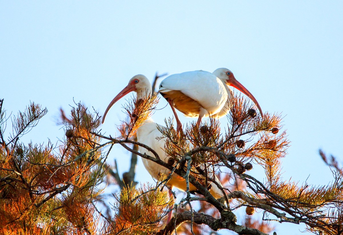 White Ibis - ML645233911