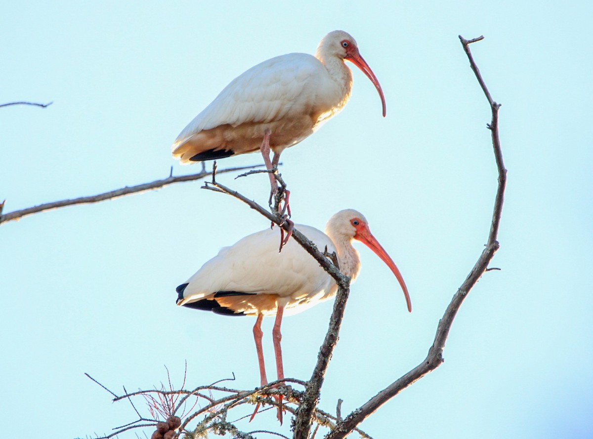 White Ibis - ML645233912