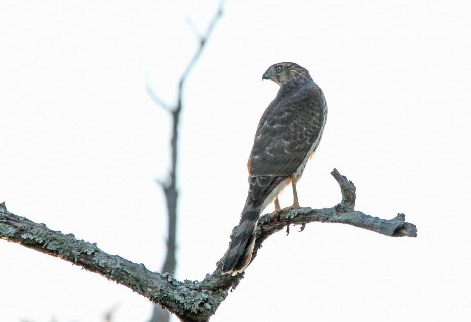 Cooper's Hawk - ML645233919