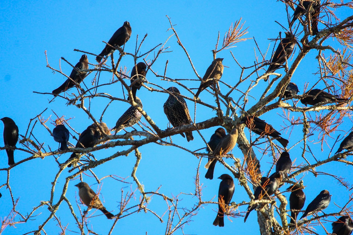Brown-headed Cowbird - ML645233945