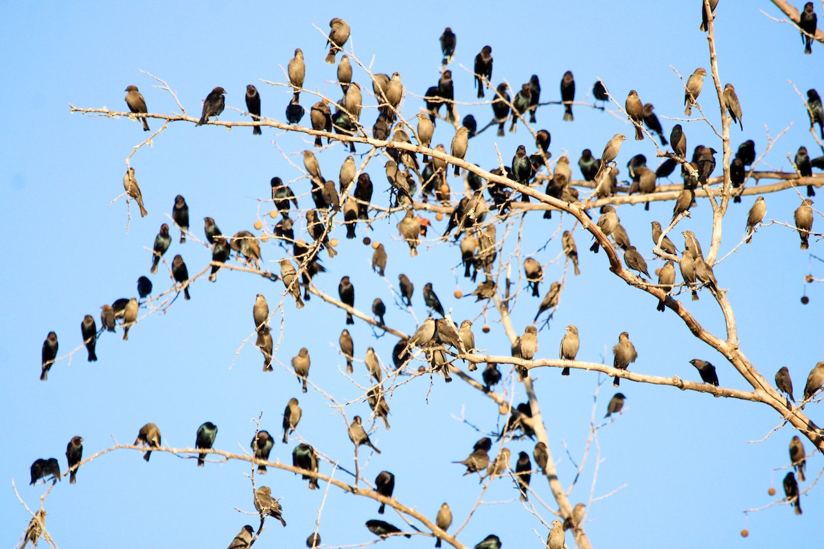 Brown-headed Cowbird - ML645233946