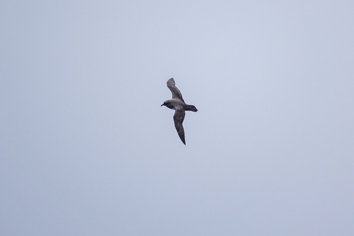 Atlantic Petrel - ML645233968