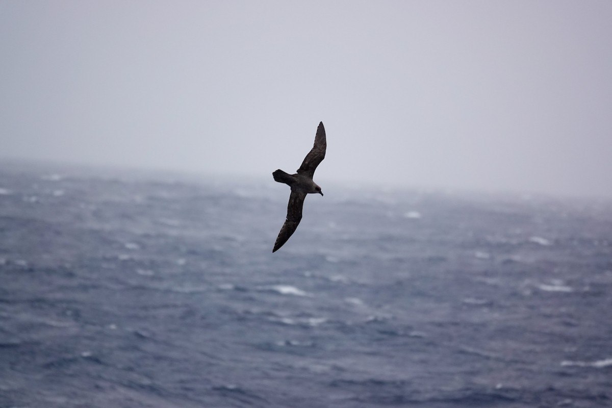 Atlantic Petrel - ML645233969