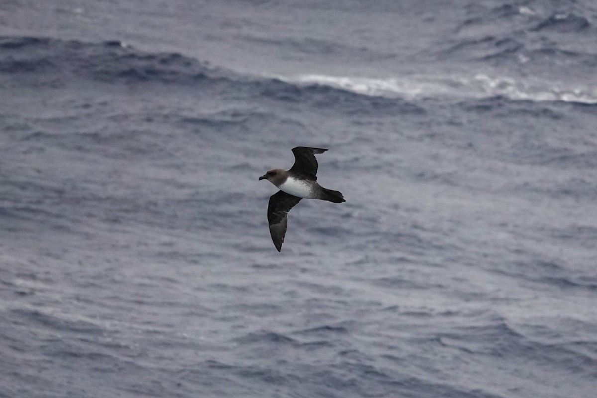 Atlantic Petrel - ML645233970