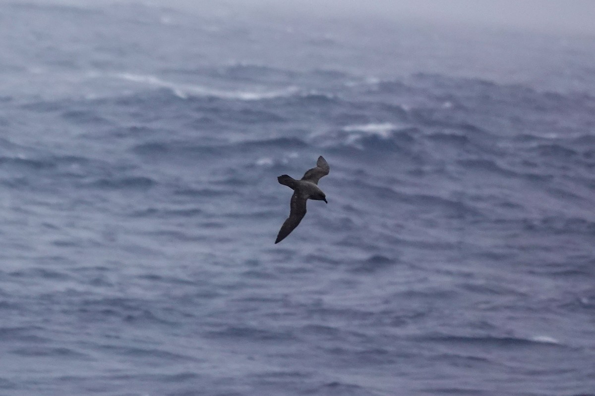 Atlantic Petrel - ML645233971