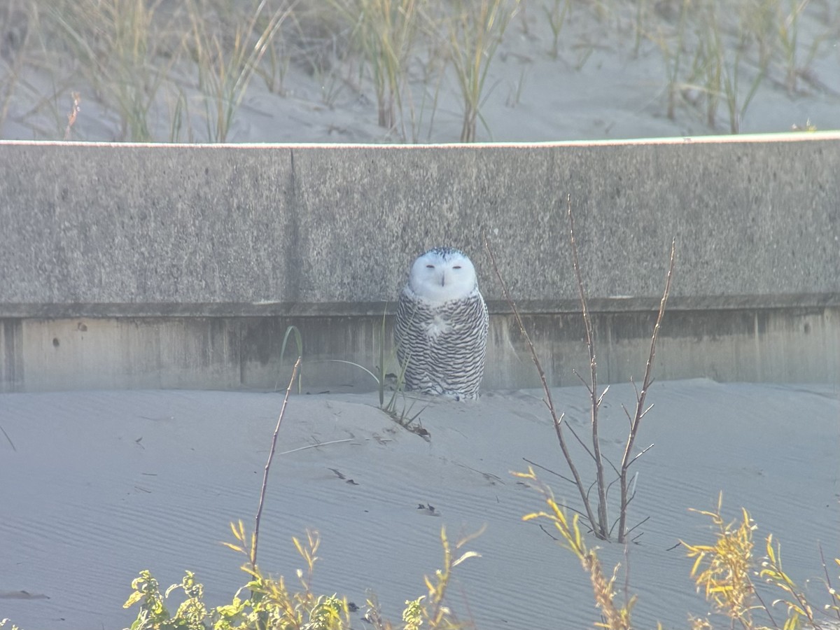 Snowy Owl - ML645233972
