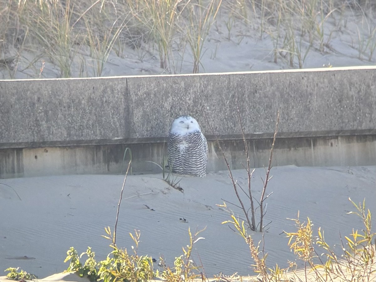 Snowy Owl - ML645233973