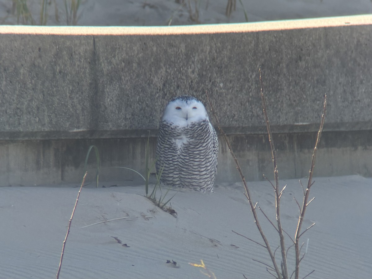 Snowy Owl - ML645233974