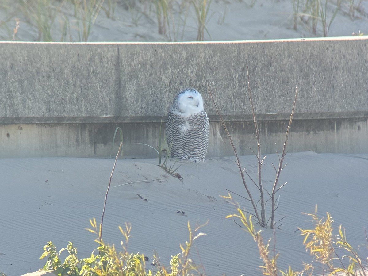 Snowy Owl - ML645233975