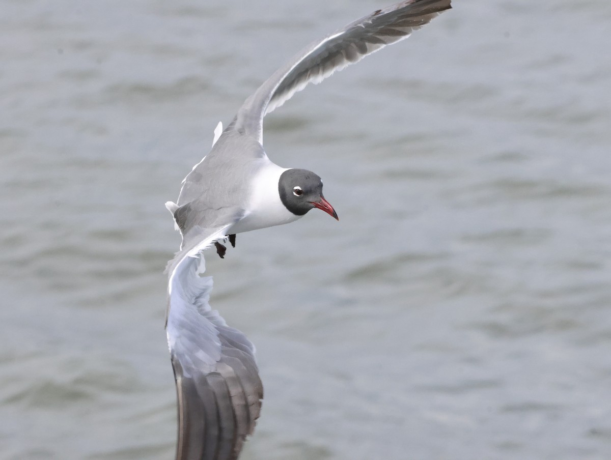 Laughing Gull - ML645233977