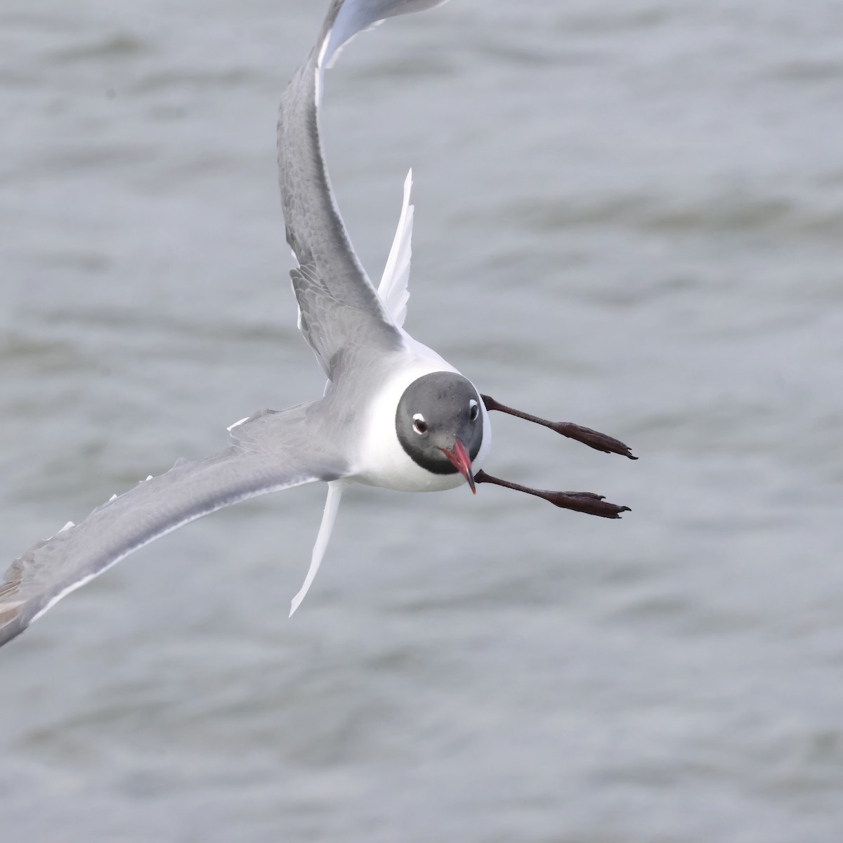 Laughing Gull - ML645233981