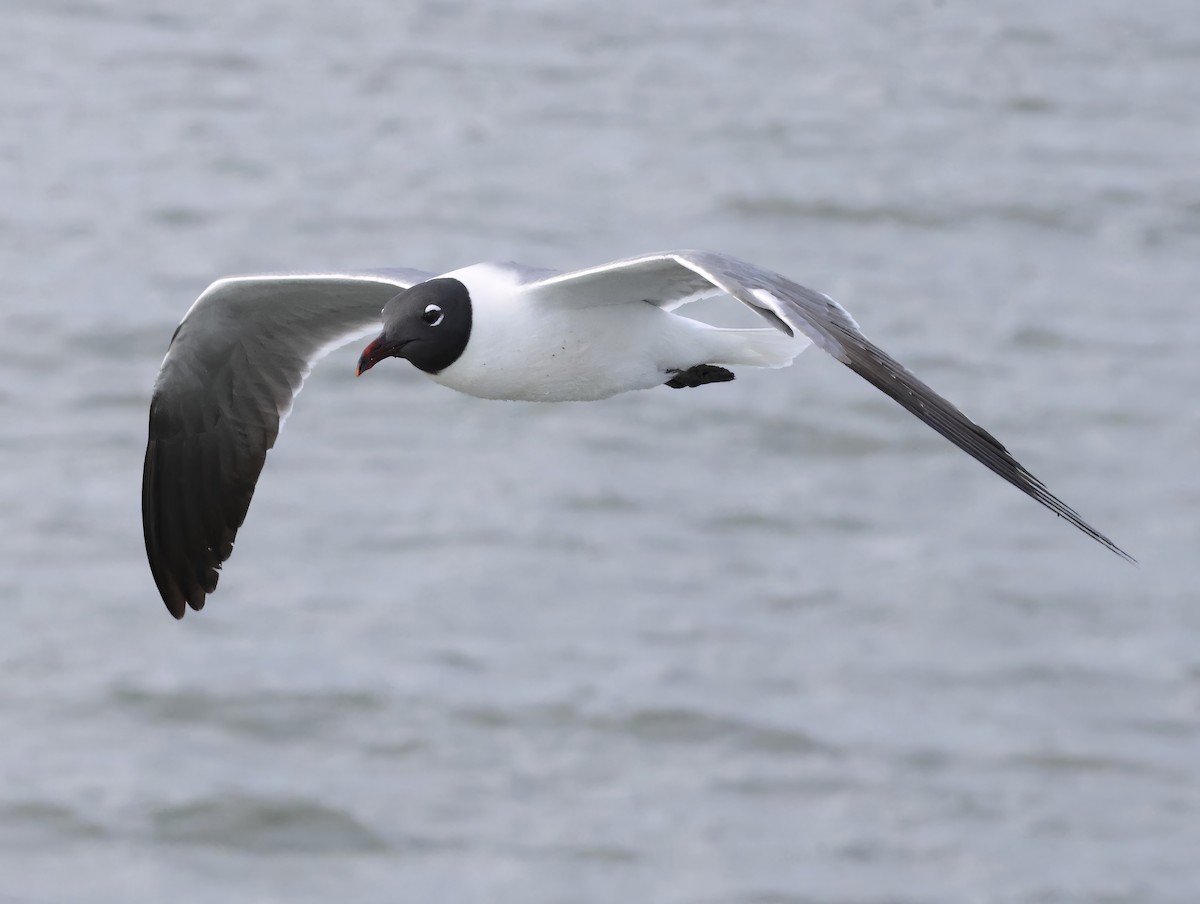 Laughing Gull - ML645233982