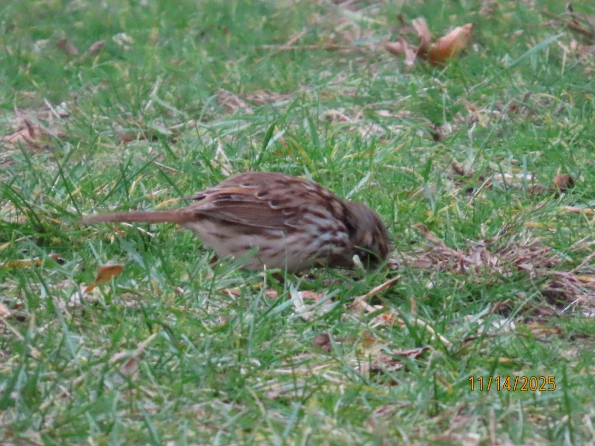 Song Sparrow - ML645233985