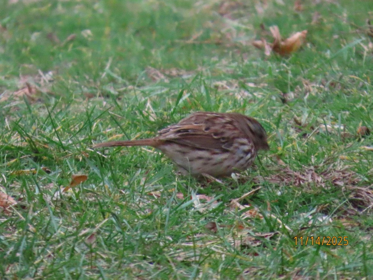 Song Sparrow - ML645233986
