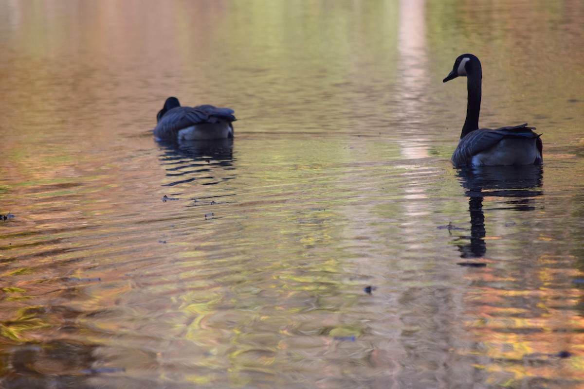 Canada Goose - ML645233991