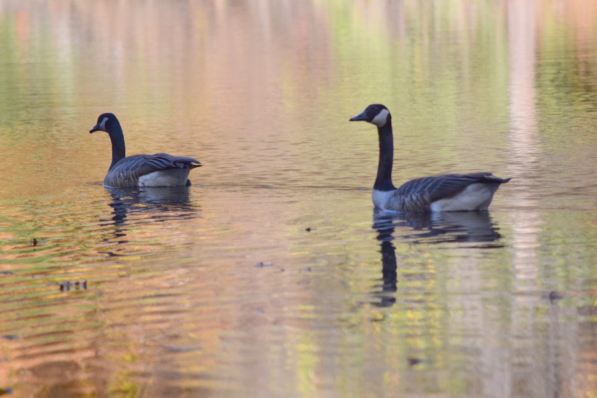 Canada Goose - ML645233992