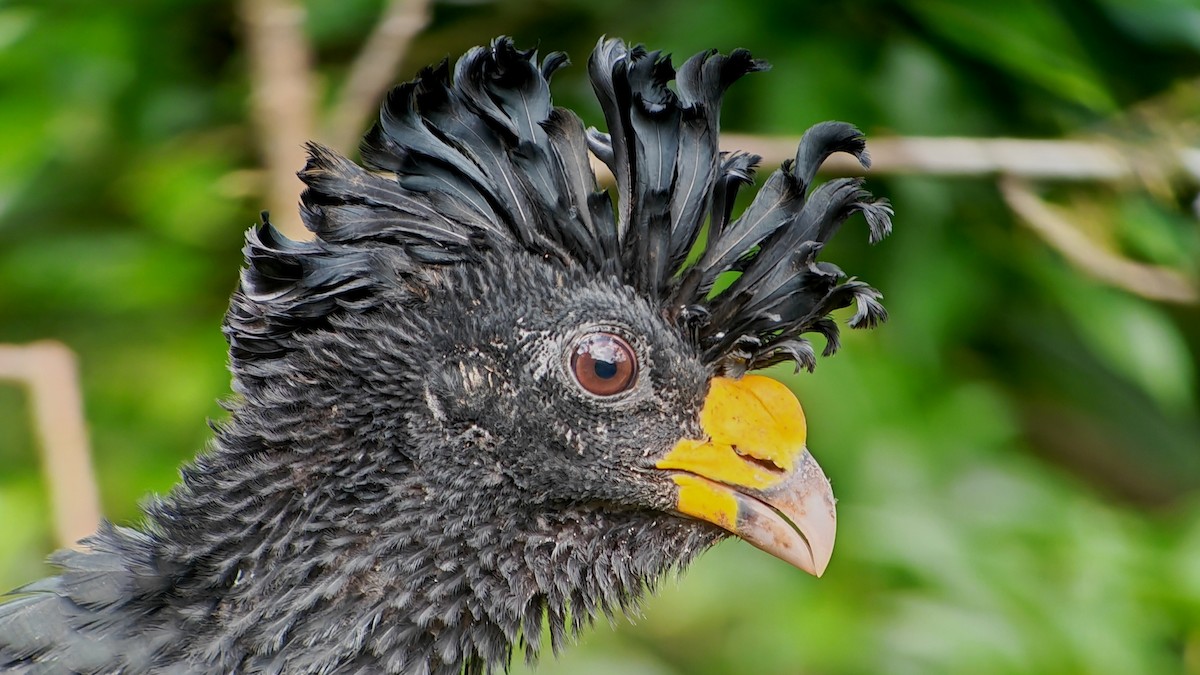 Great Curassow - ML645233993