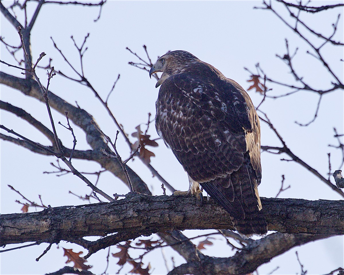 Red-tailed Hawk - ML645233994