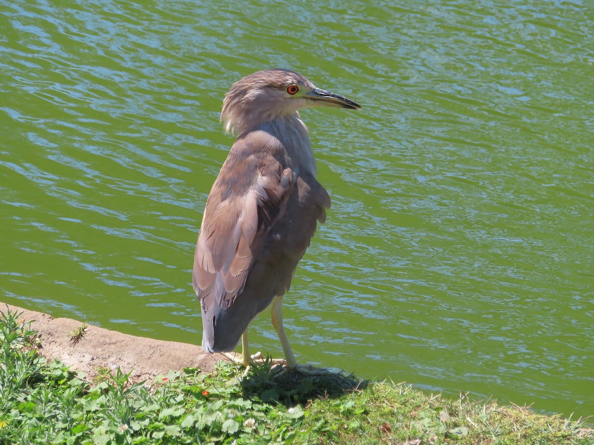 Black-crowned Night Heron - ML645233995