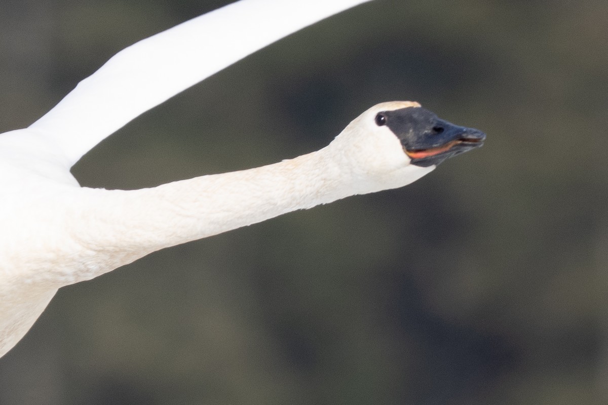 Trumpeter Swan - ML645233996