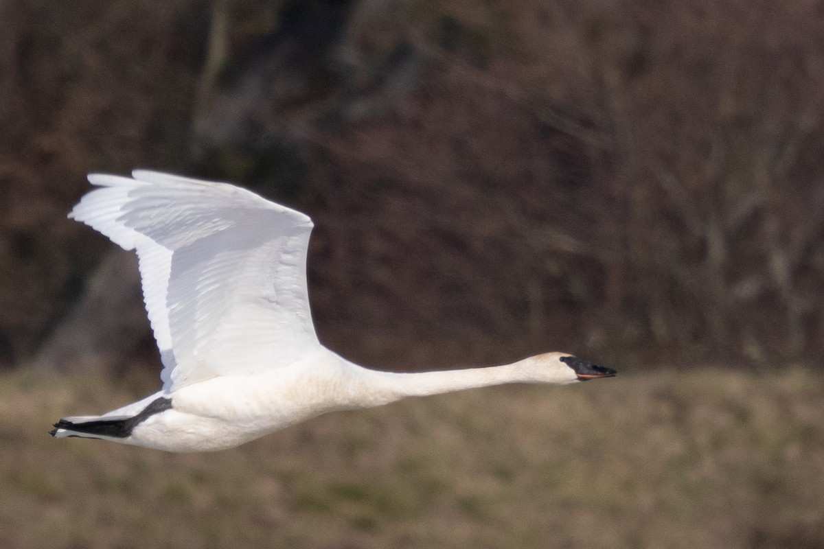 Trumpeter Swan - ML645233997