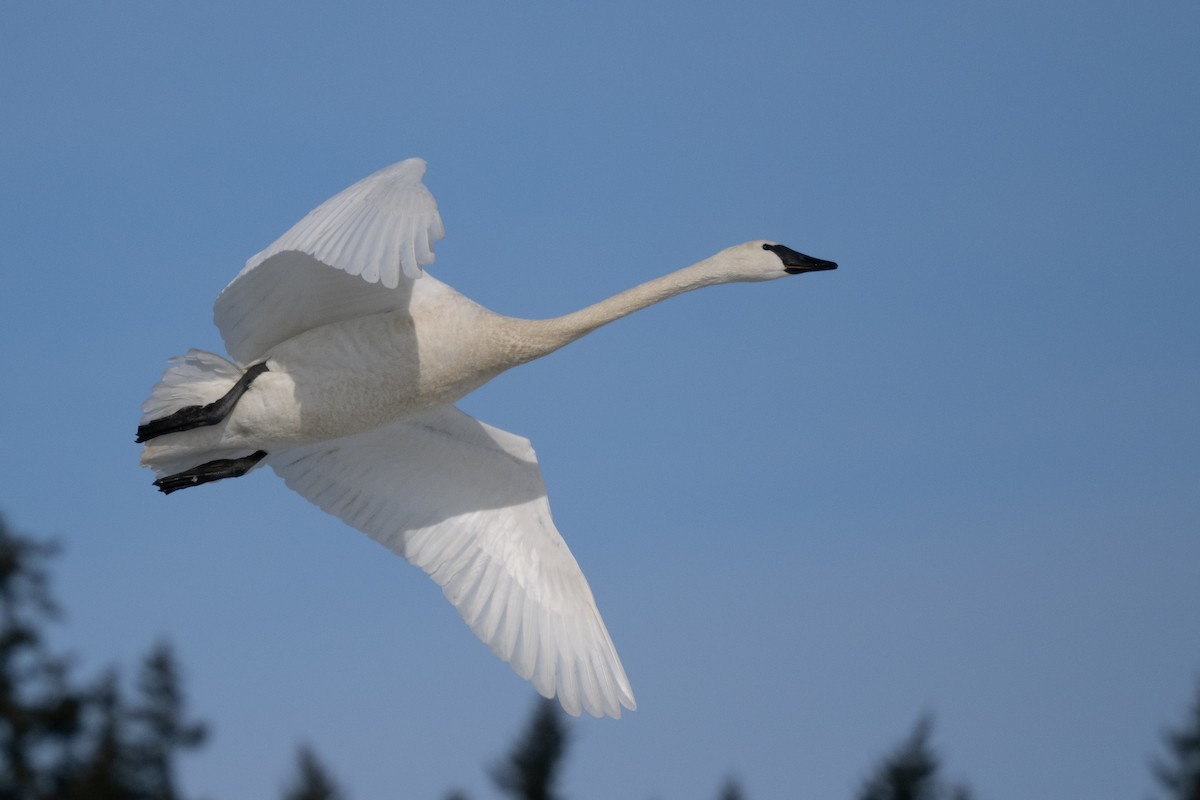 Trumpeter Swan - ML645233998