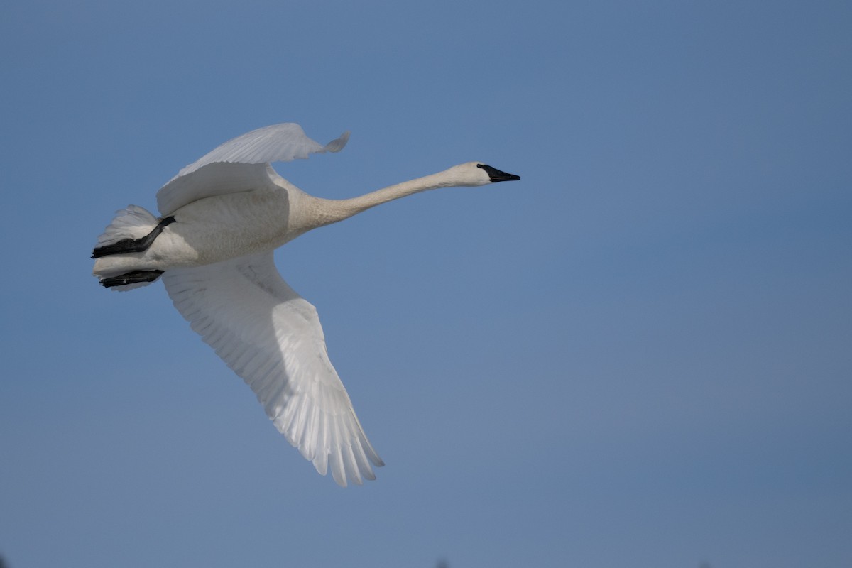 Trumpeter Swan - ML645233999