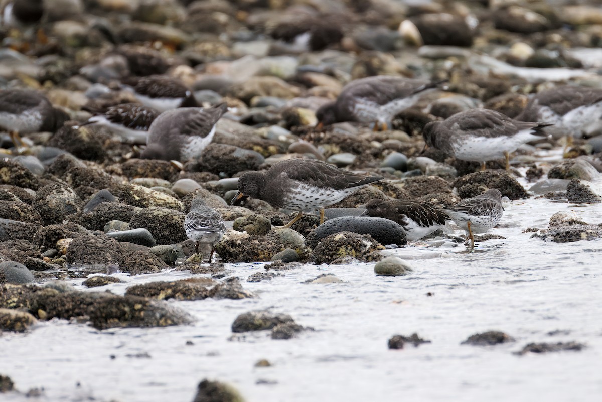 Rock Sandpiper - ML645234000