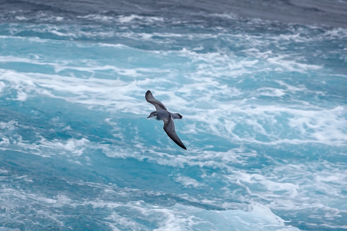 Antarctic Prion - ML645234002