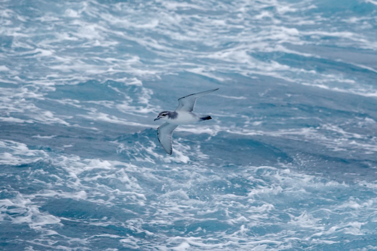 Antarctic Prion - ML645234003