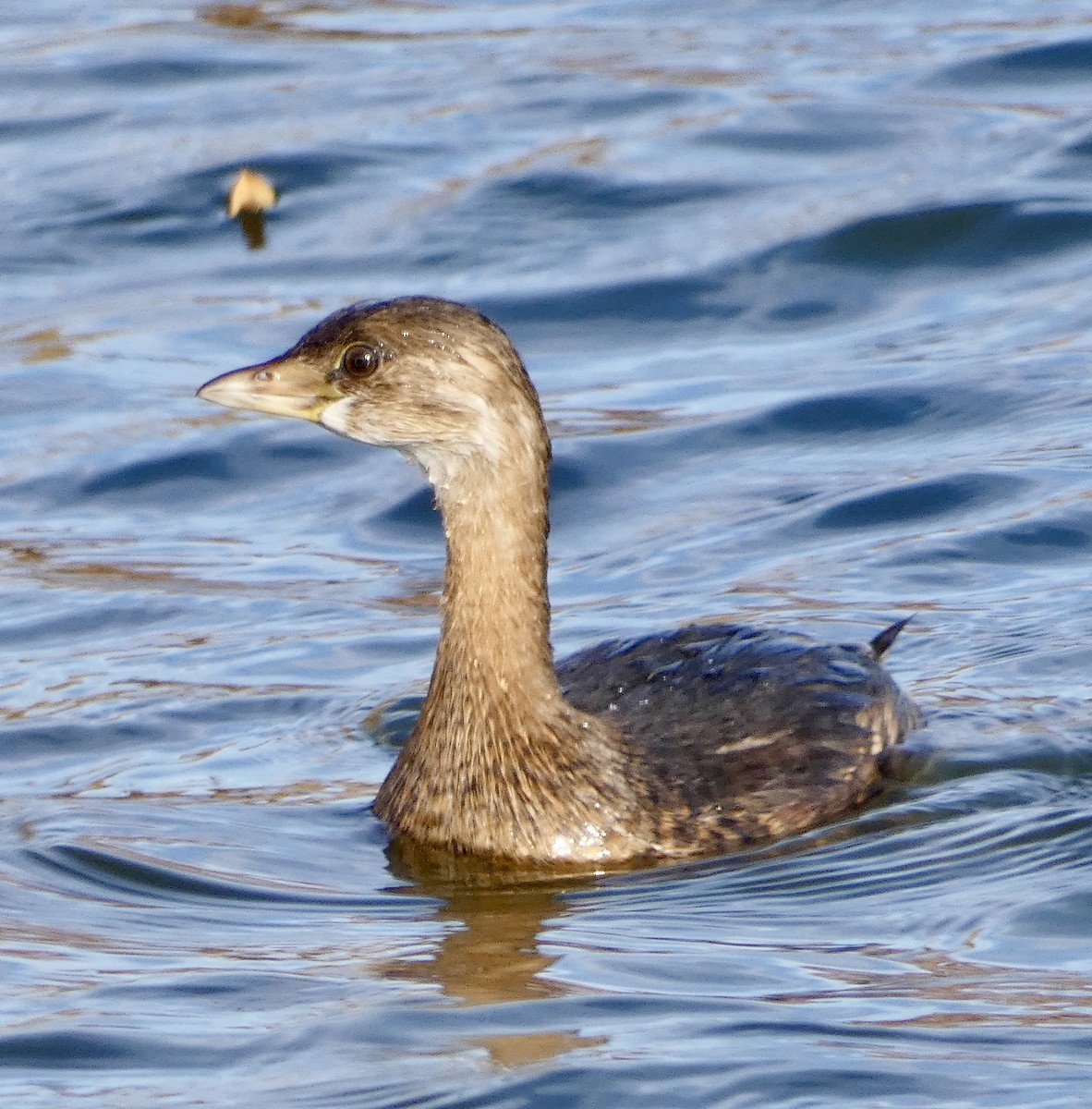 Pied-billed Grebe - ML645234004