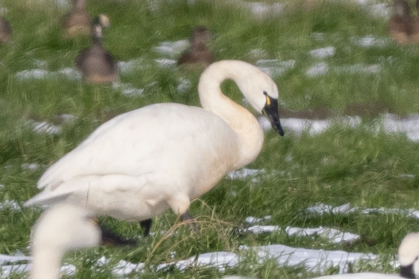 Tundra Swan - ML645234005