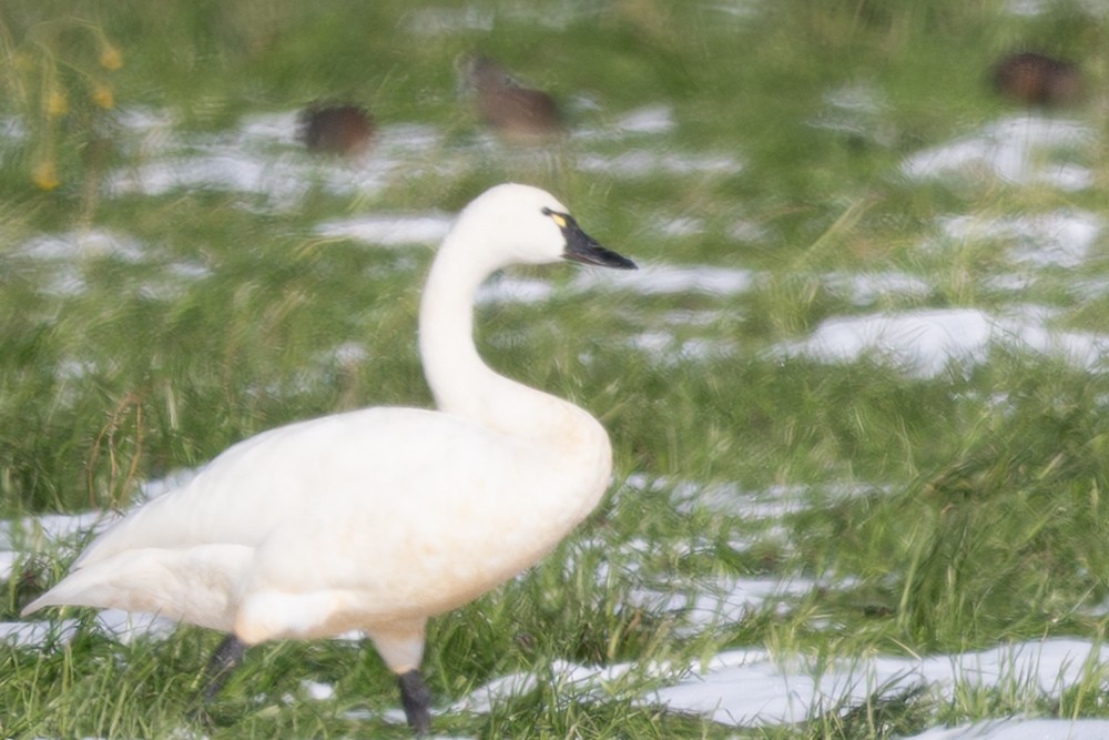 Tundra Swan - ML645234006