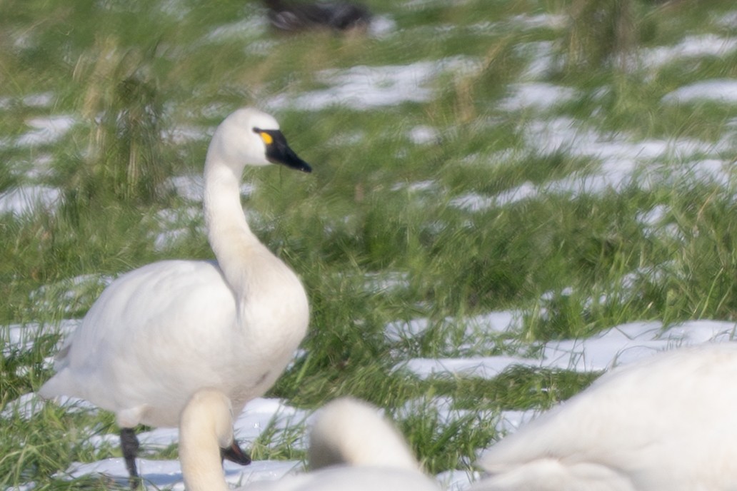 Tundra Swan - ML645234007