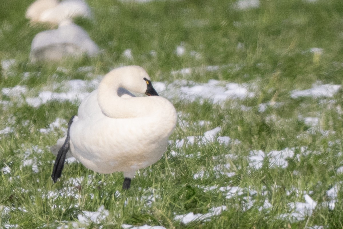 Tundra Swan - ML645234008