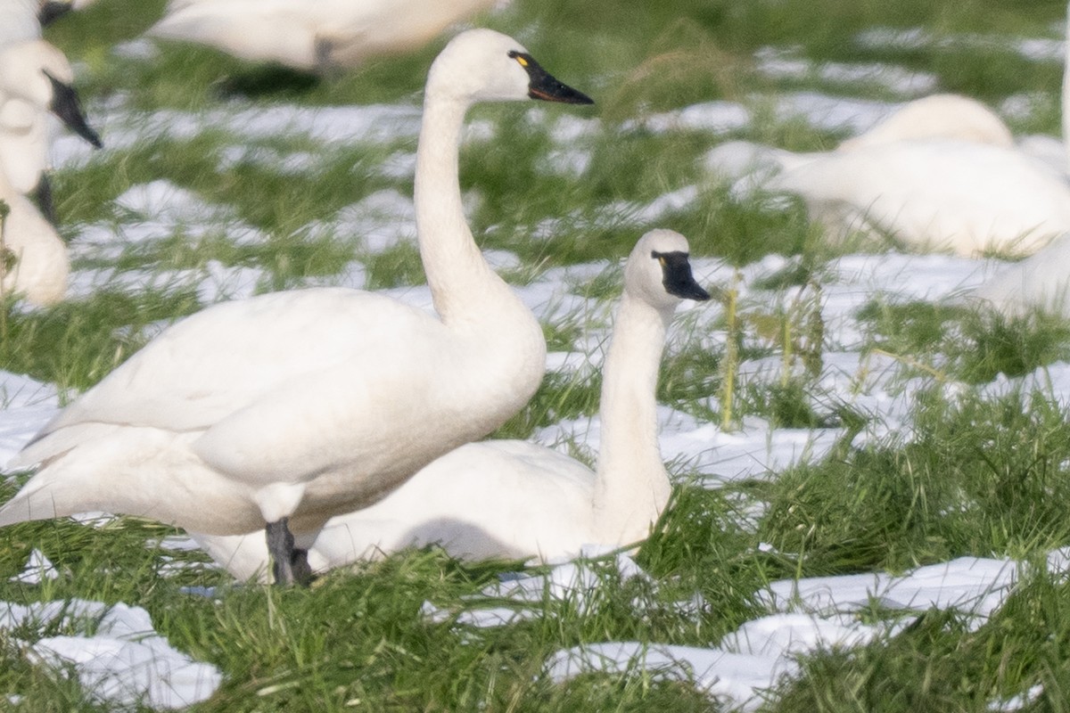Tundra Swan - ML645234009