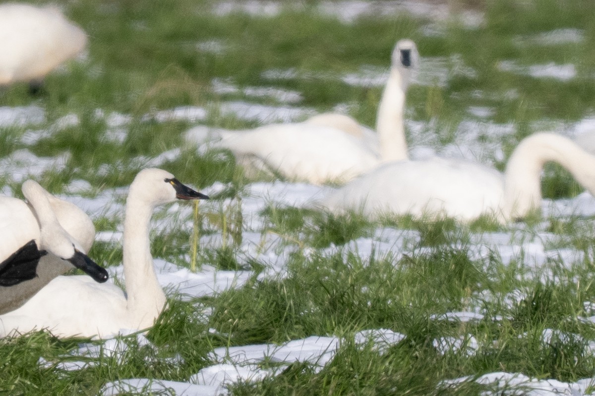 Tundra Swan - ML645234010
