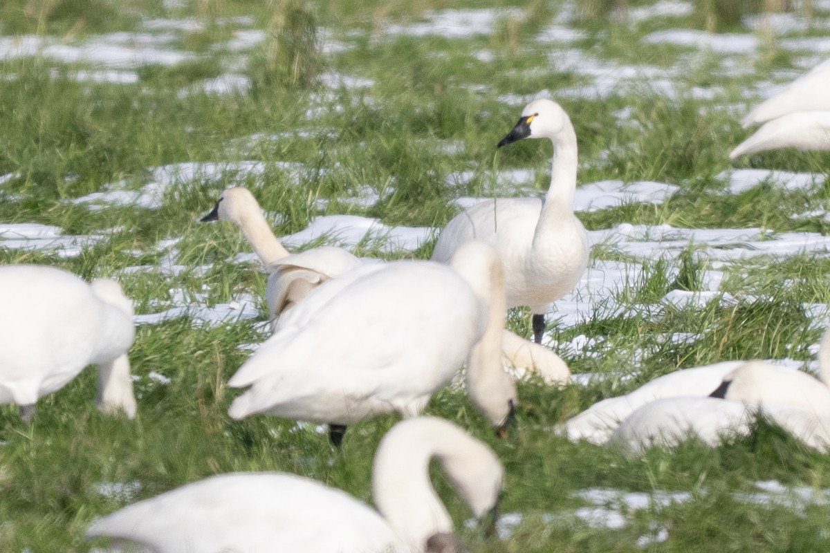 Tundra Swan - ML645234011