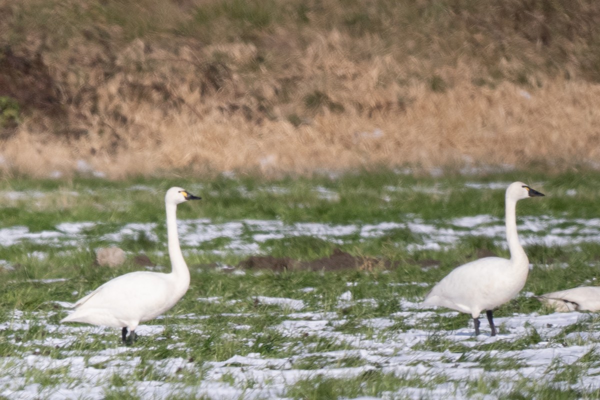 Tundra Swan - ML645234012