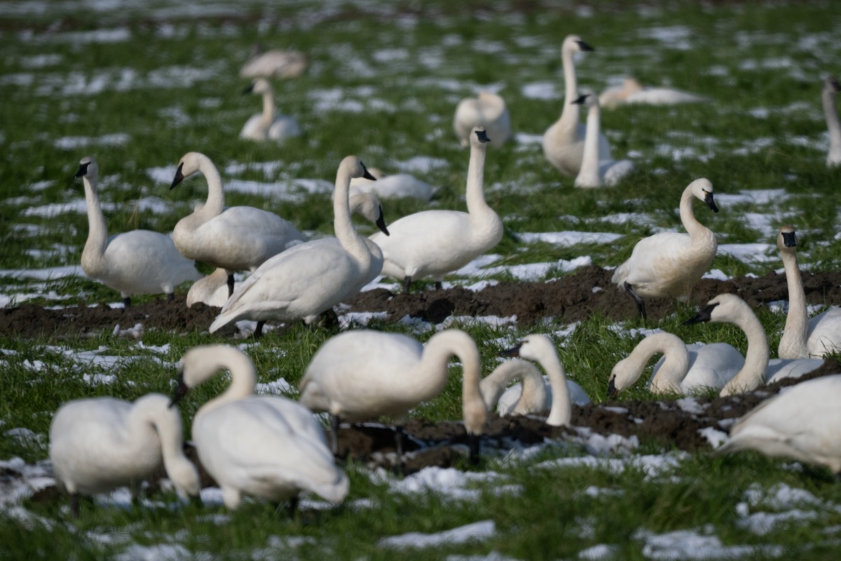 Tundra Swan - ML645234013