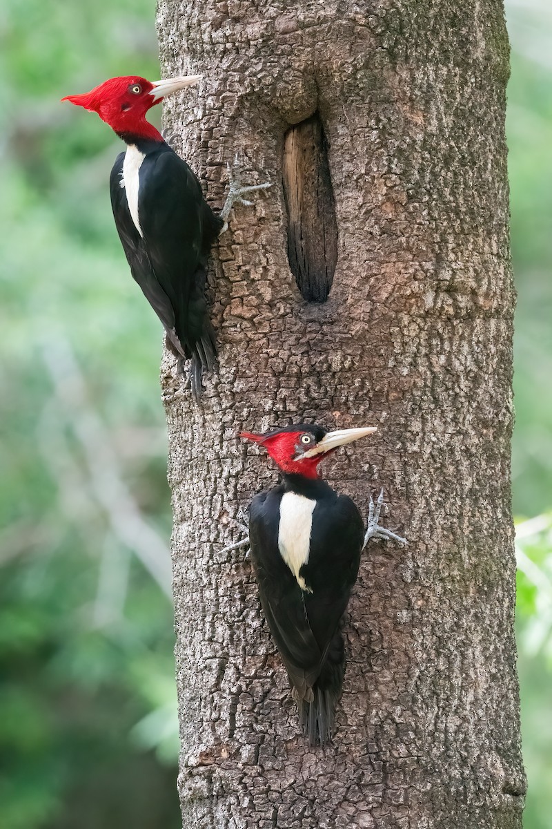 Cream-backed Woodpecker - ML645234018
