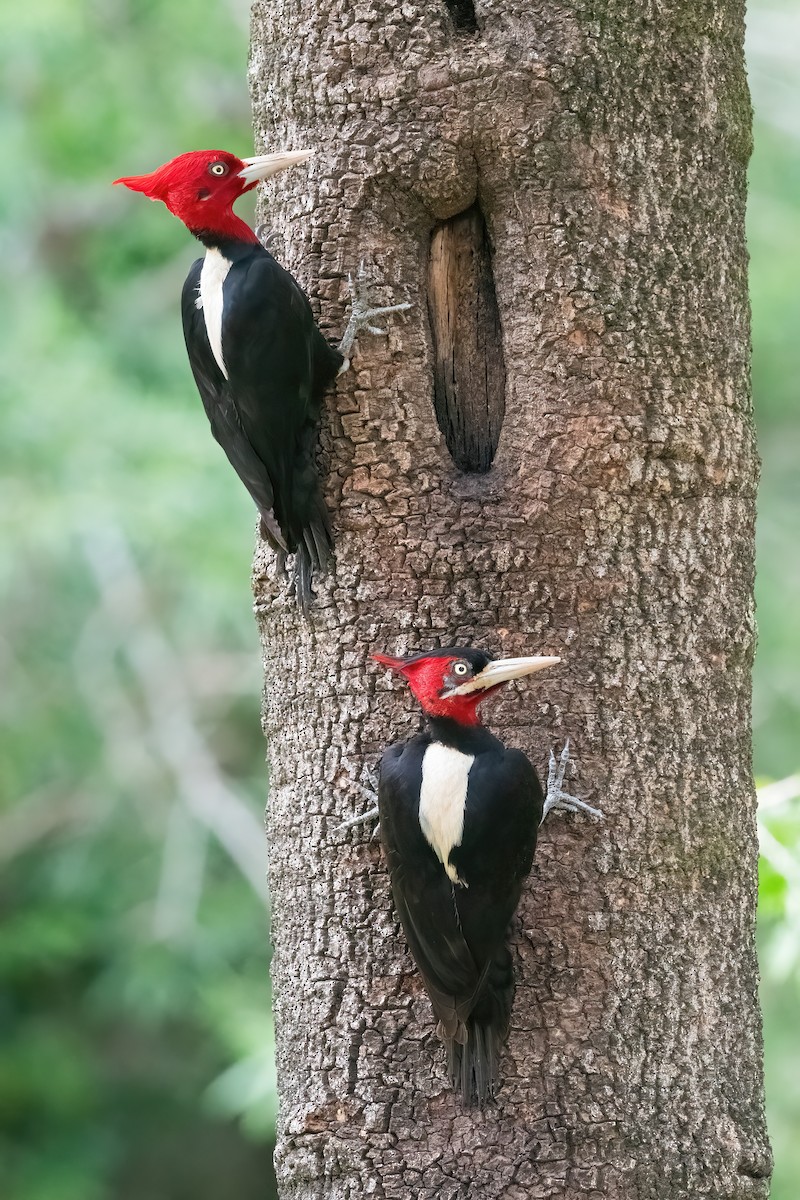 Cream-backed Woodpecker - ML645234019