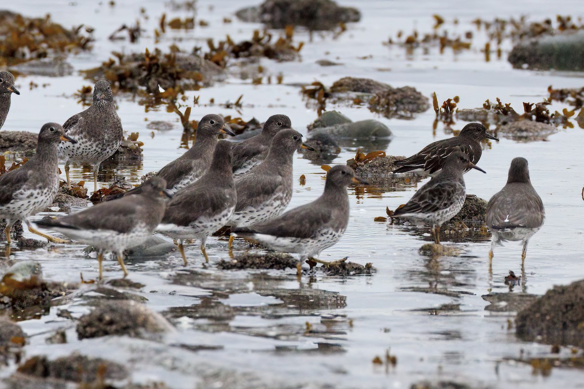 Surfbird - ML645234020