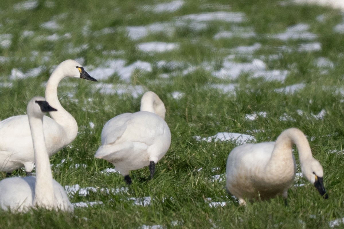 Tundra Swan - ML645234021