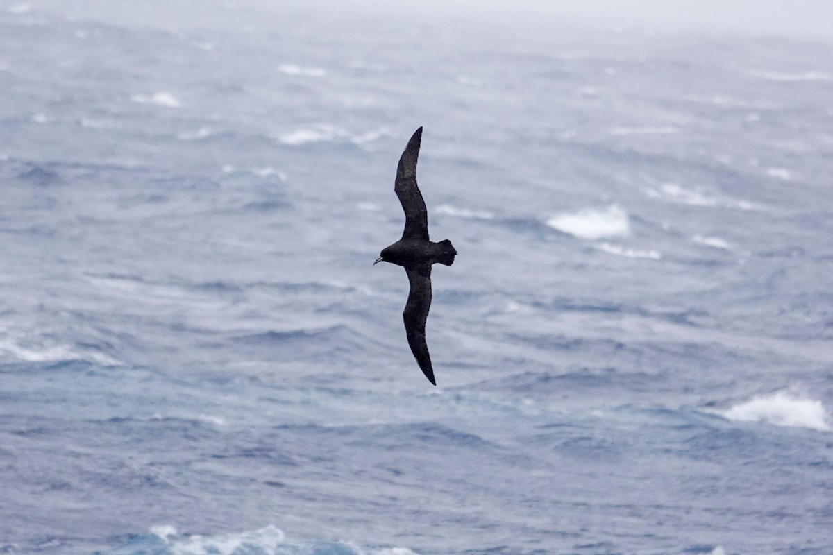 White-chinned Petrel - ML645234028