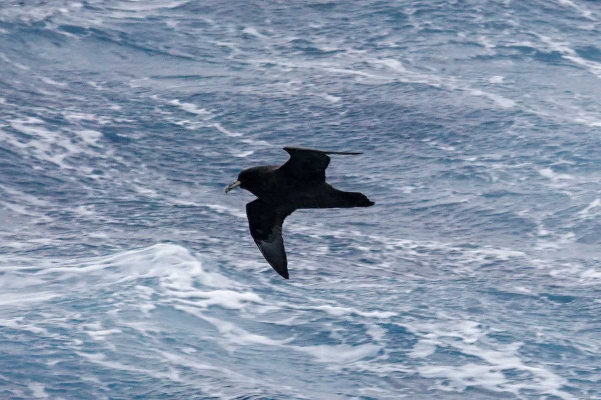 White-chinned Petrel - ML645234029
