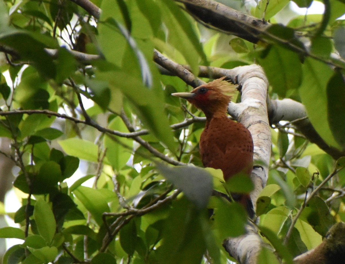 Каштановый дятел-гренадер - ML645234075