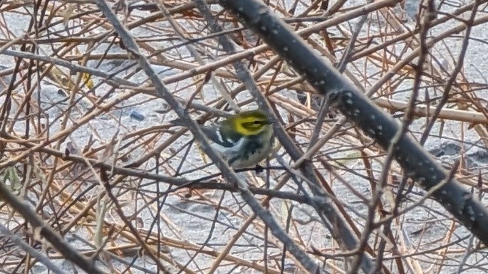 Пісняр-лісовик чорногорлий - ML645234120