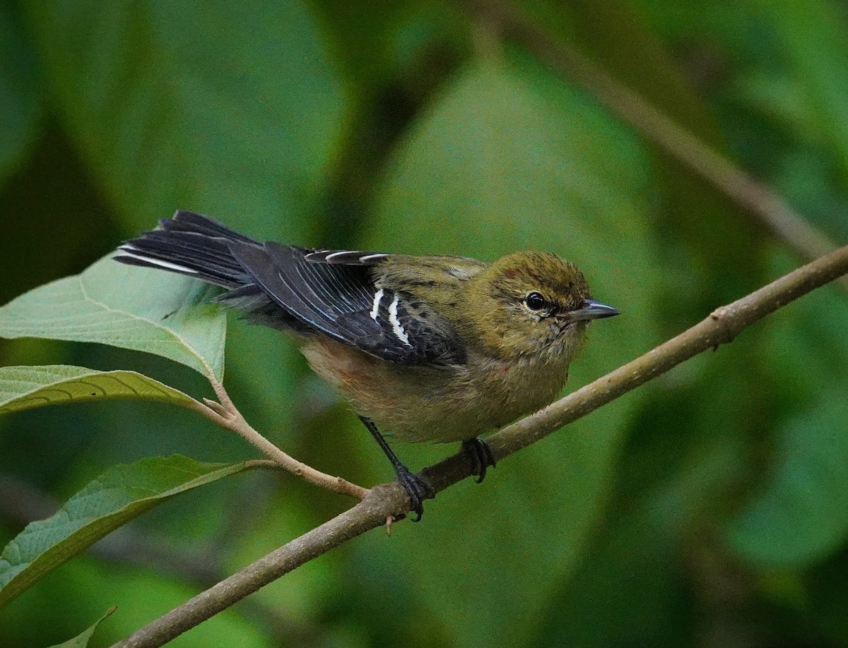 Пісняр-лісовик каштановий - ML645234155